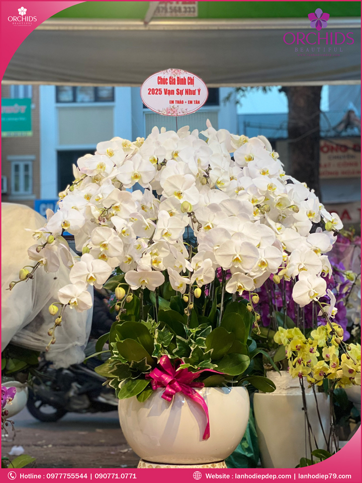 Chậu hoa lan hồ điệp trắng 20 cành