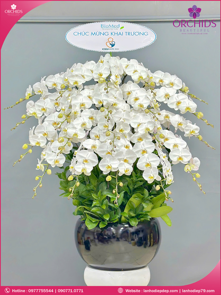 Chậu hoa lan hồ điệp trắng 20 cành