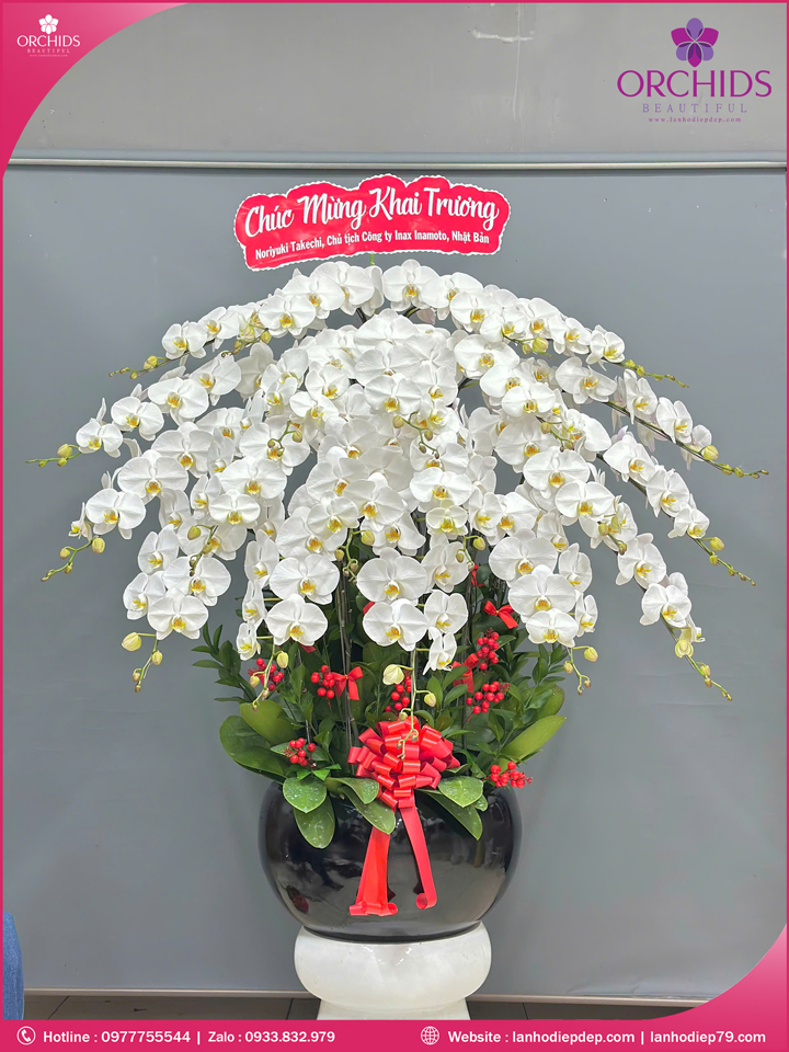Chậu hoa lan hồ điệp trắng 20 cành