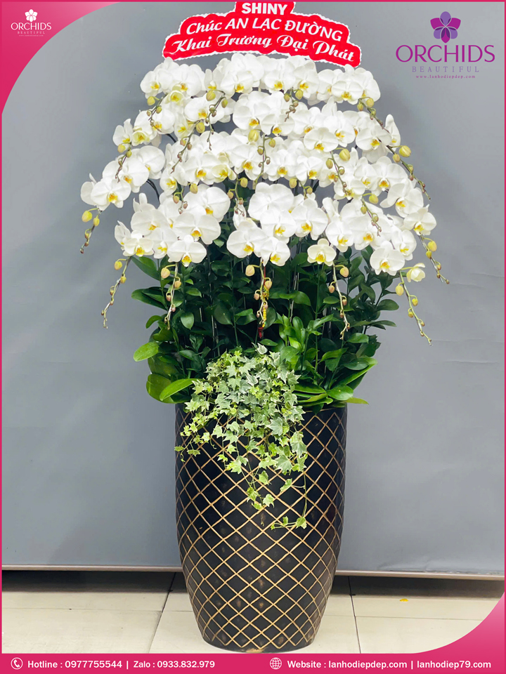 Chậu hoa lan hồ điệp trắng 20 cành TR375