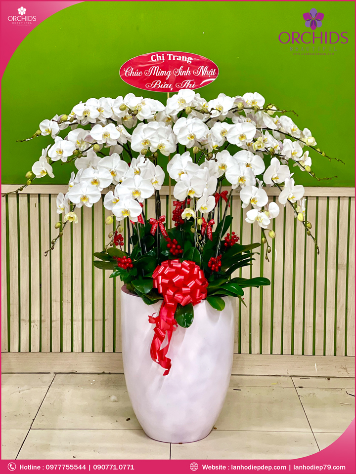 Chậu hoa lan hồ điệp trắng 20 cành