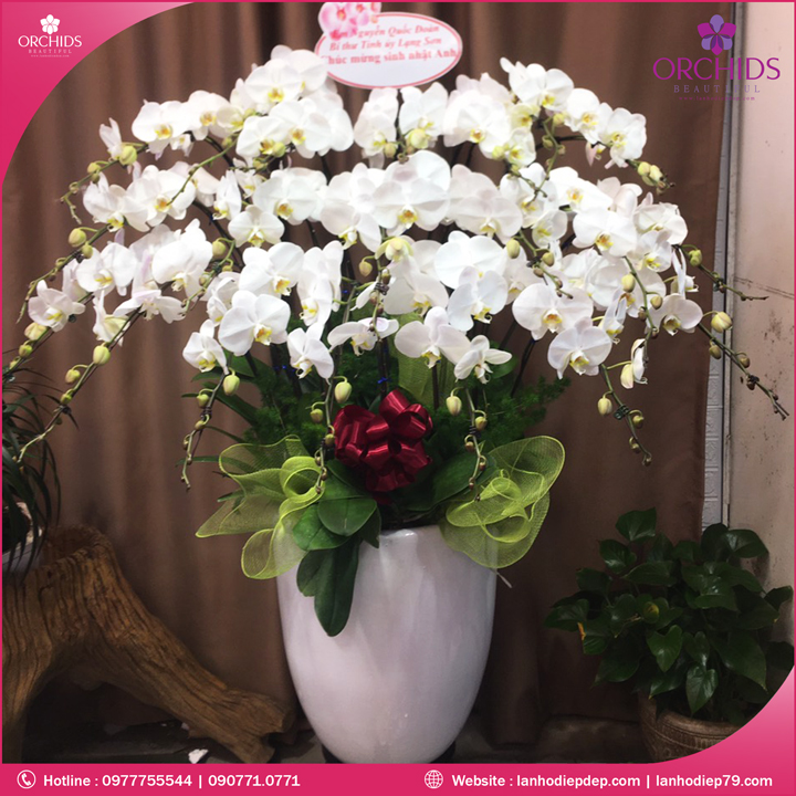 Chậu hoa lan hồ điệp trắng 20 cành