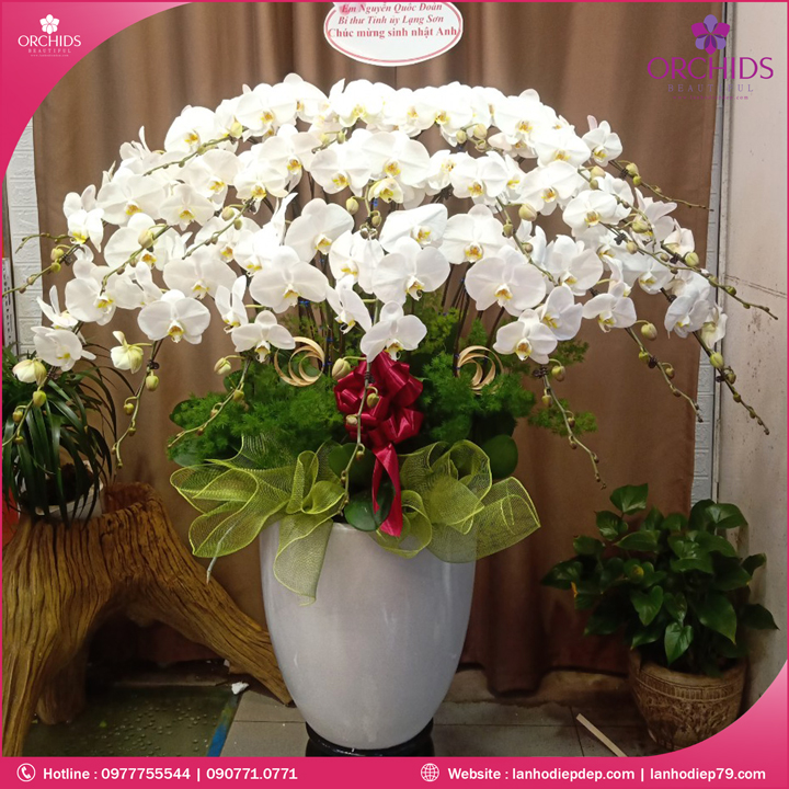 Chậu hoa lan hồ điệp trắng 20 cành
