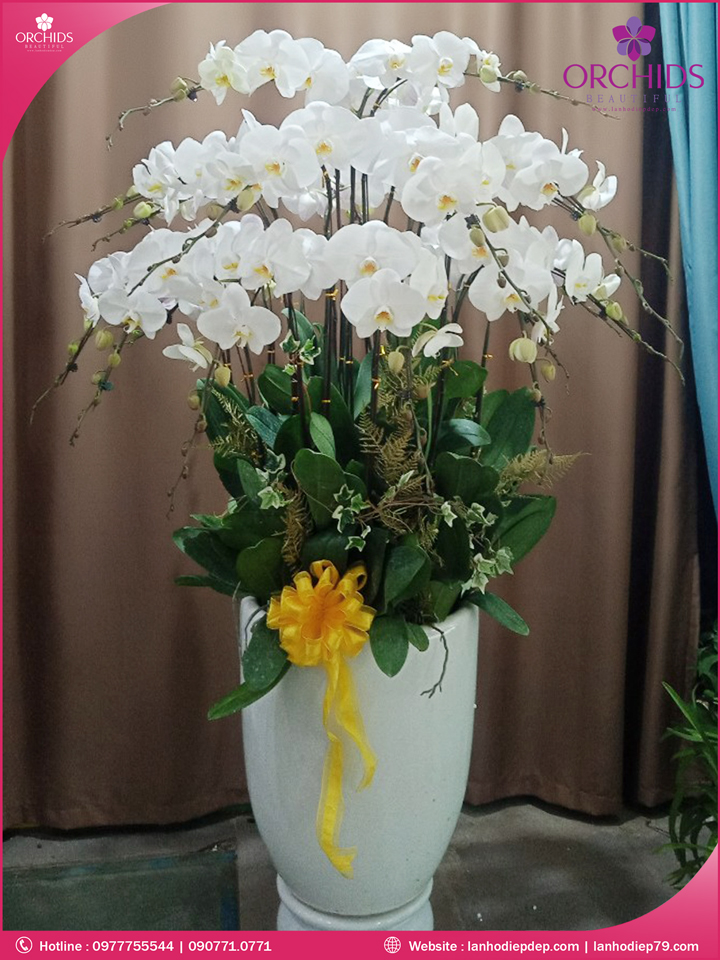 Chậu hoa lan hồ điệp trắng 20 cành