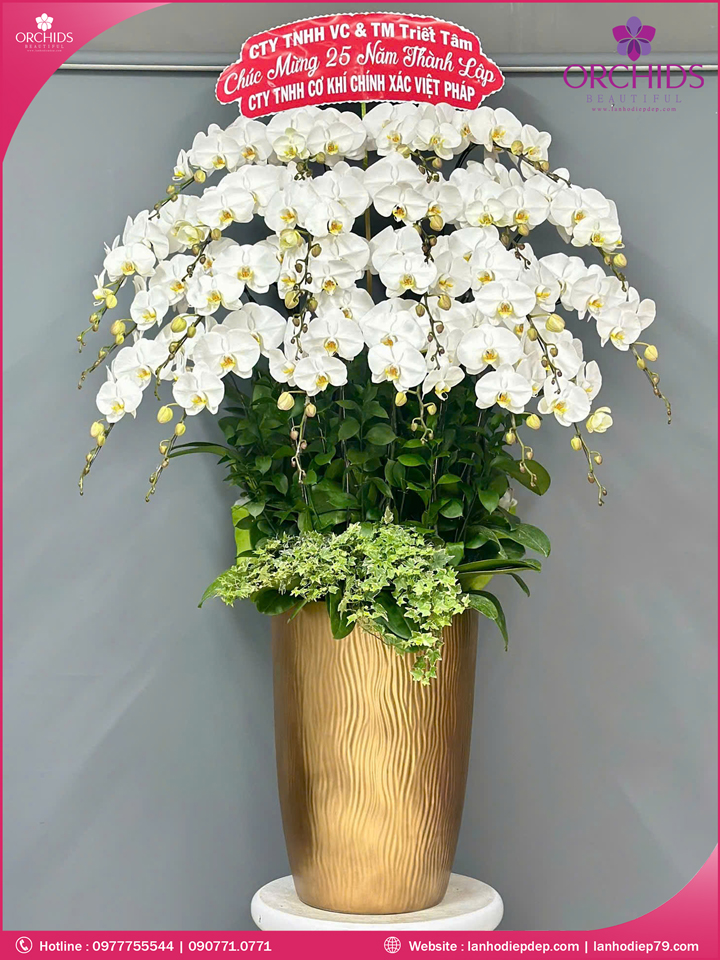 Chậu hoa lan hồ điệp trắng 22 cành