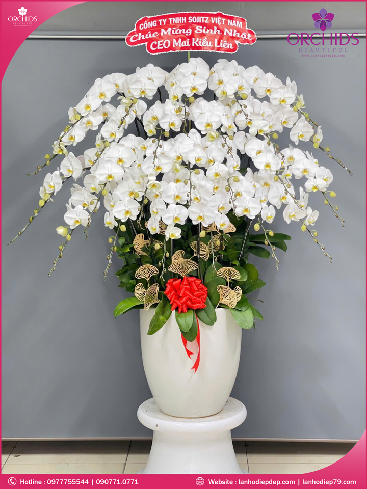 Chậu hoa lan hồ điệp trắng 24 cành