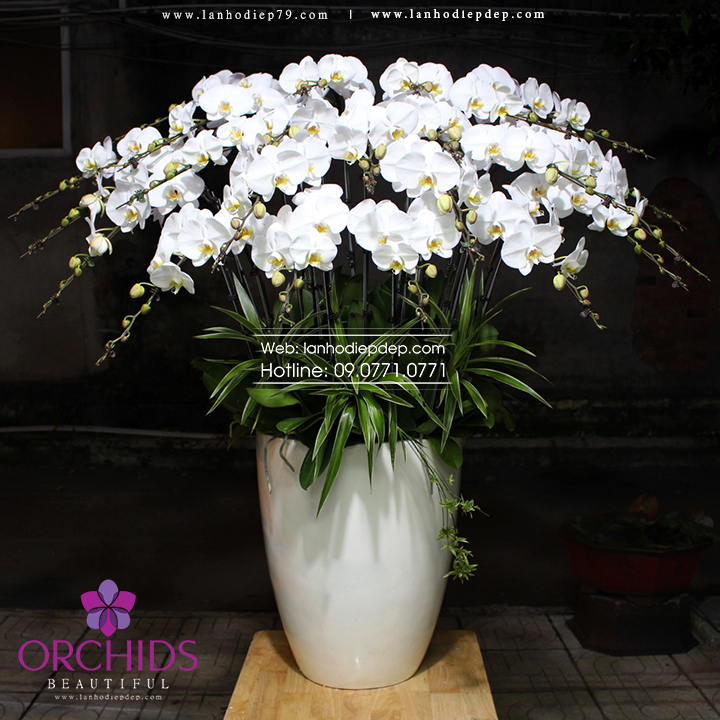 Chậu hoa lan hồ điệp trắng 25 cành