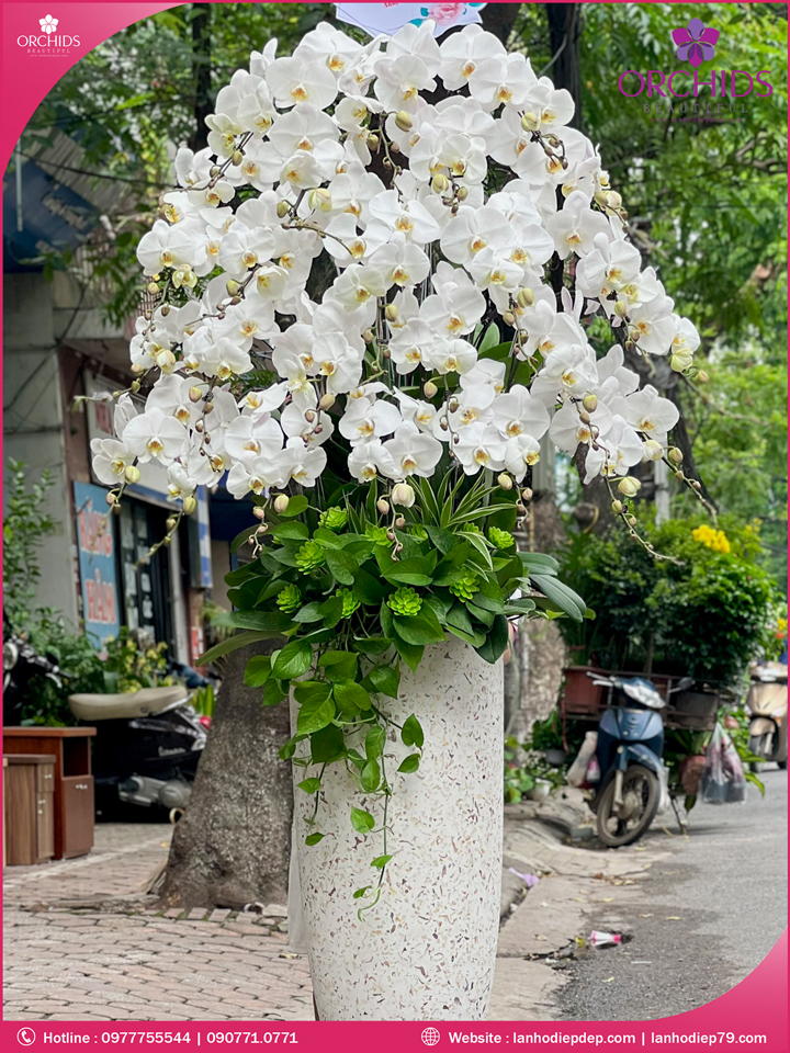 Chậu hoa lan hồ điệp trắng 25 cành