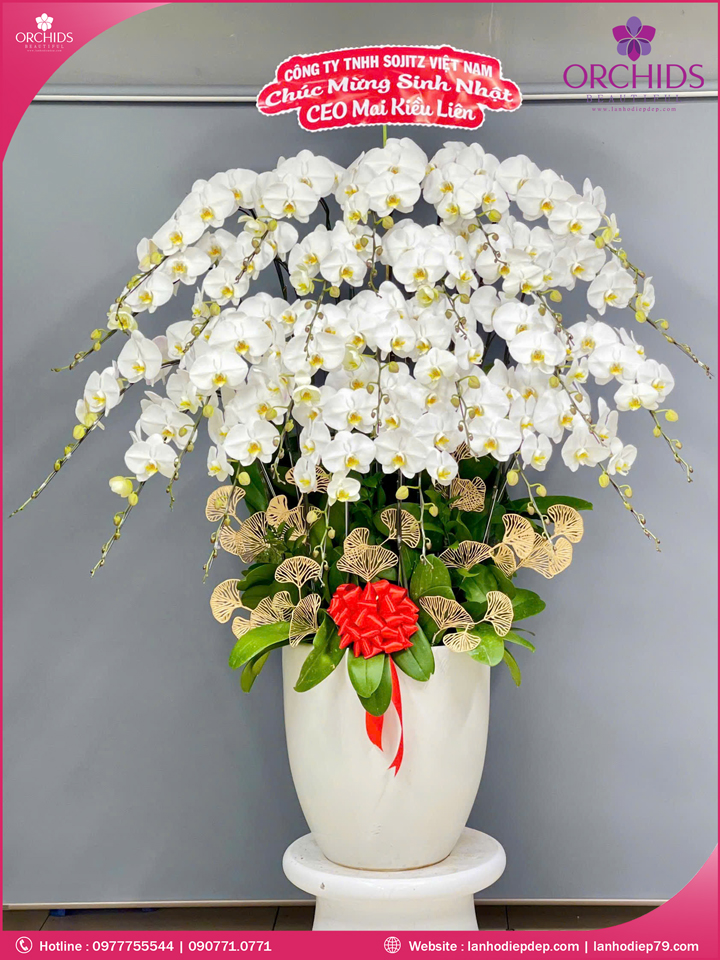 Chậu hoa lan hồ điệp trắng 25 cành