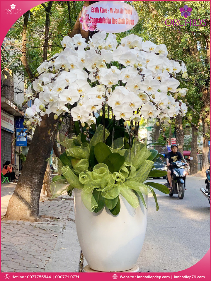 Chậu hoa lan hồ điệp trắng 25 cành