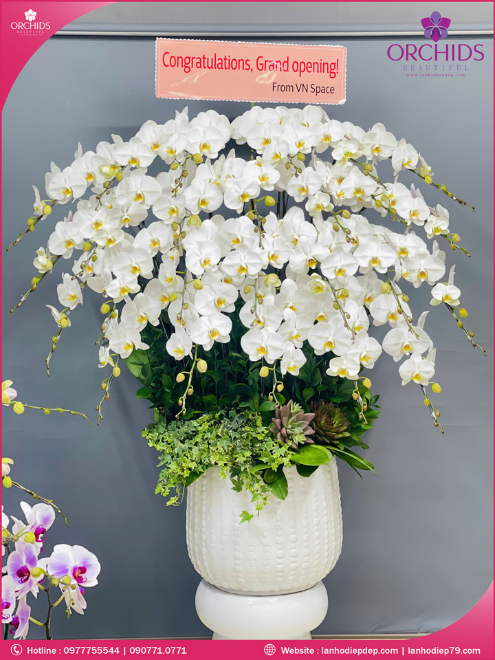 Chậu hoa lan hồ điệp trắng 25 cành