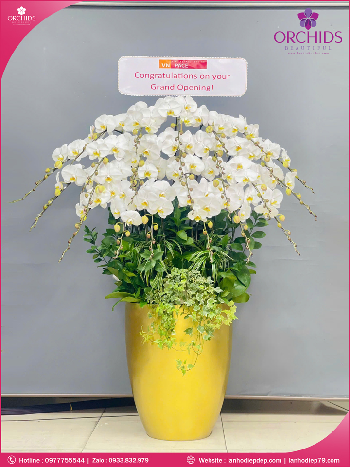 Chậu hoa lan hồ điệp trắng 25 cành TR387
