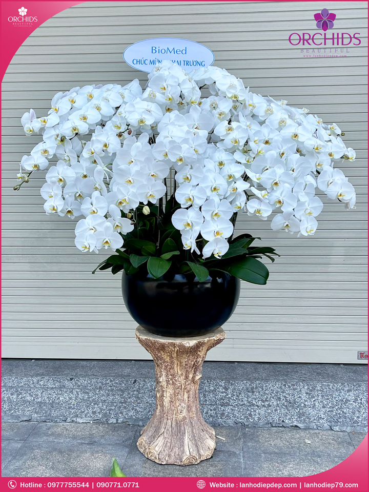 Chậu hoa lan hồ điệp trắng 25 cành