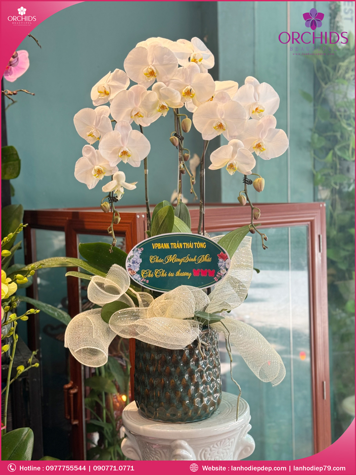 Chậu hoa lan hồ điệp trắng 3 cành