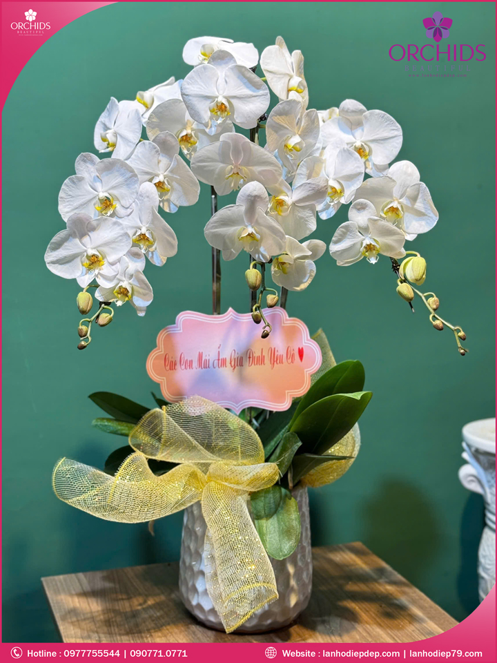 Chậu hoa lan hồ điệp trắng 3 cành