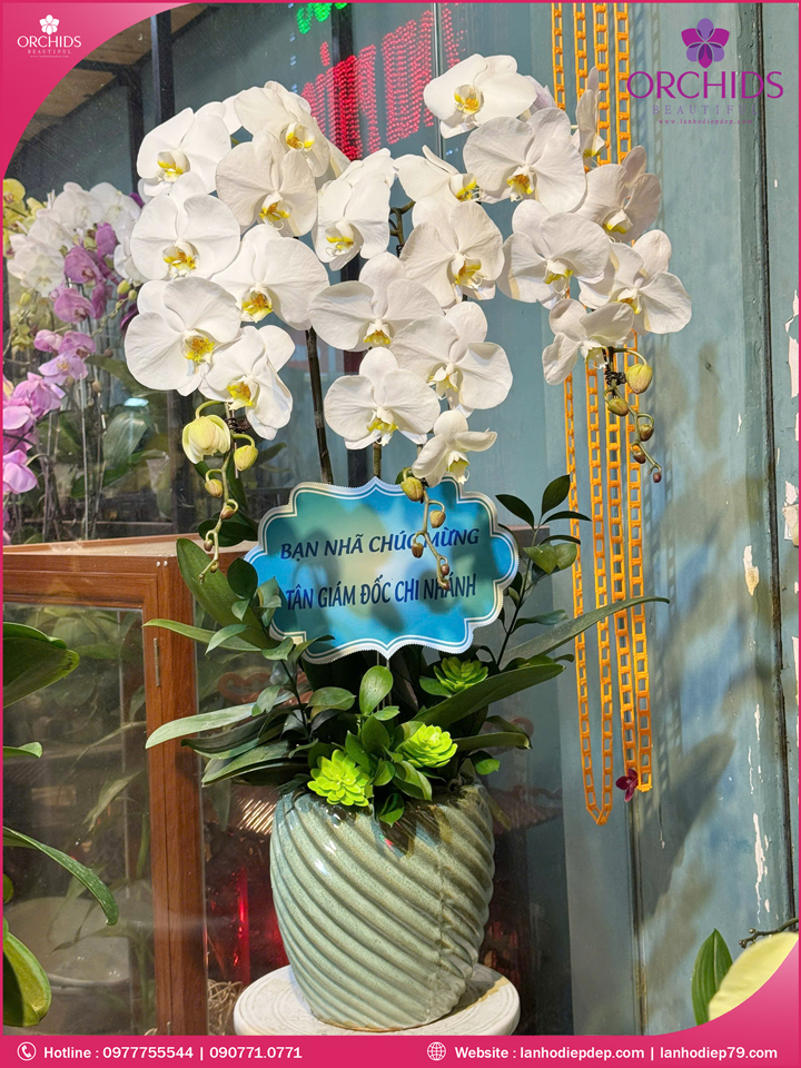 Chậu hoa lan hồ điệp trắng 3 cành