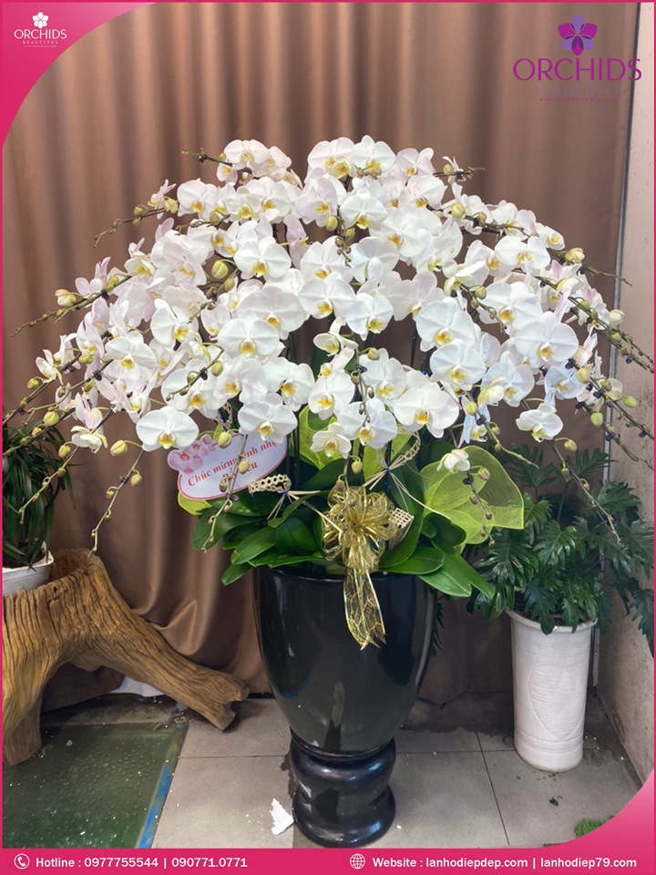 Chậu hoa lan hồ điệp trắng 30 cành
