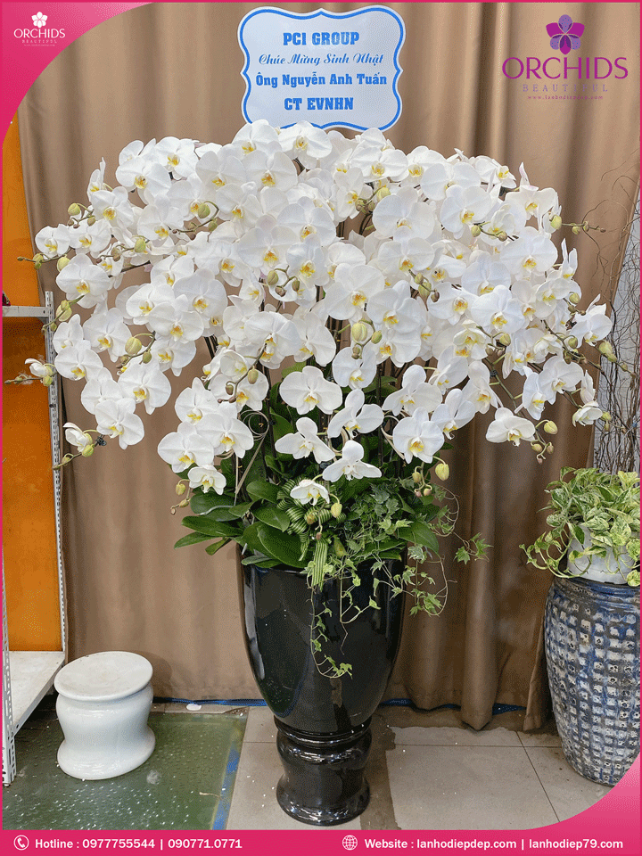 Chậu hoa lan hồ điệp trắng 30 cành