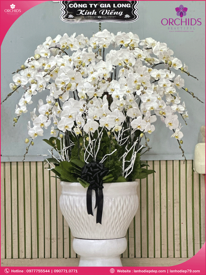 Chậu hoa lan hồ điệp trắng 30 cành
