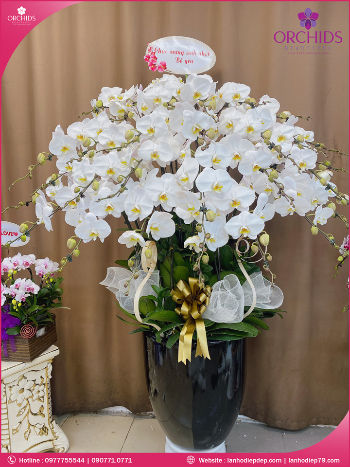Chậu hoa lan hồ điệp trắng 30 cành