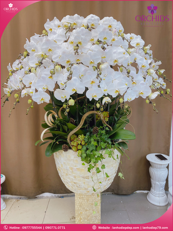 Chậu hoa lan hồ điệp trắng 30 cành