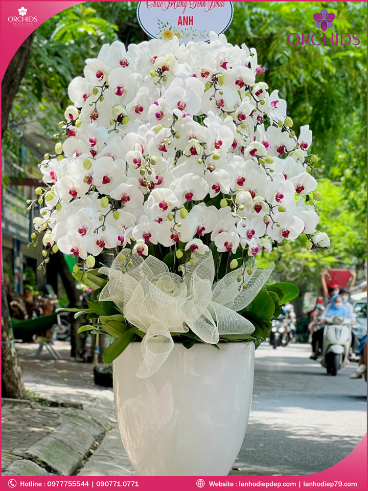 Chậu hoa lan hồ điệp trắng 30 cành