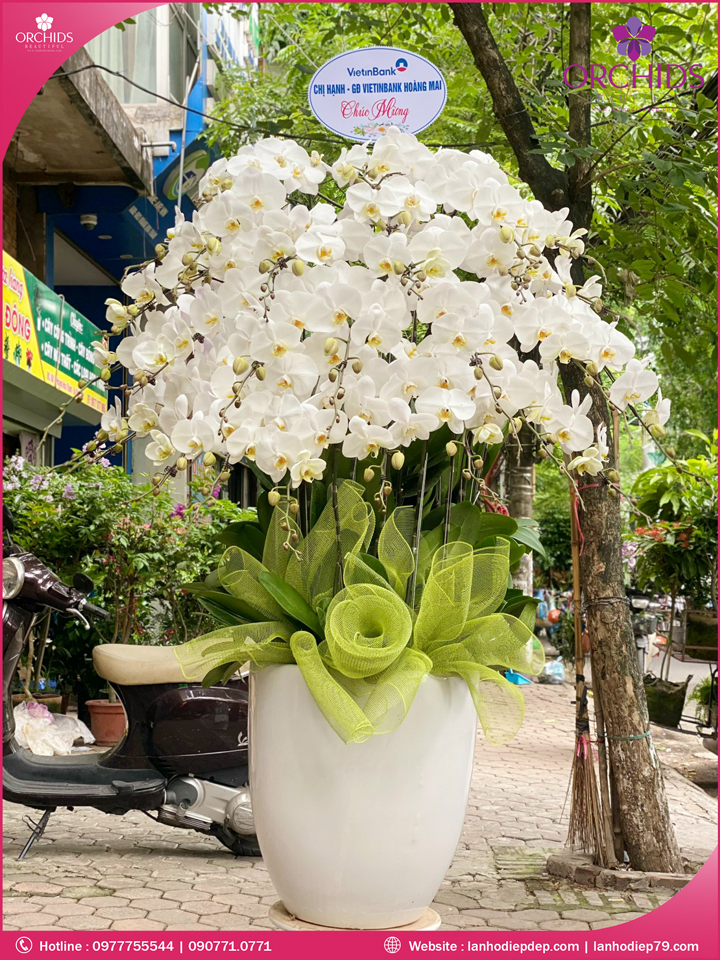 Chậu hoa lan hồ điệp trắng 30 cành