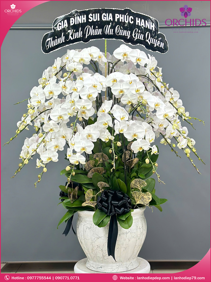 Chậu hoa lan hồ điệp trắng 30 cành