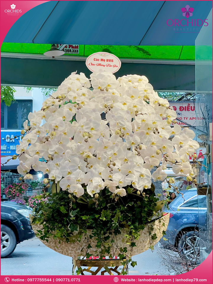 Chậu hoa lan hồ điệp trắng 30 cành
