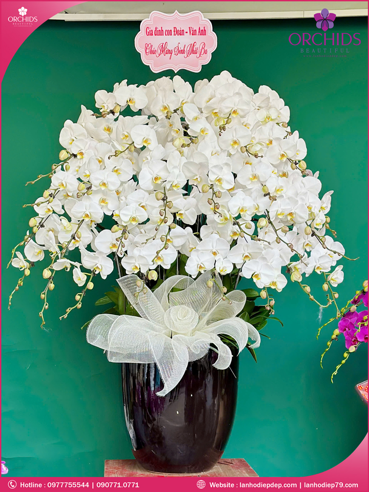 Chậu hoa lan hồ điệp trắng 30 cành
