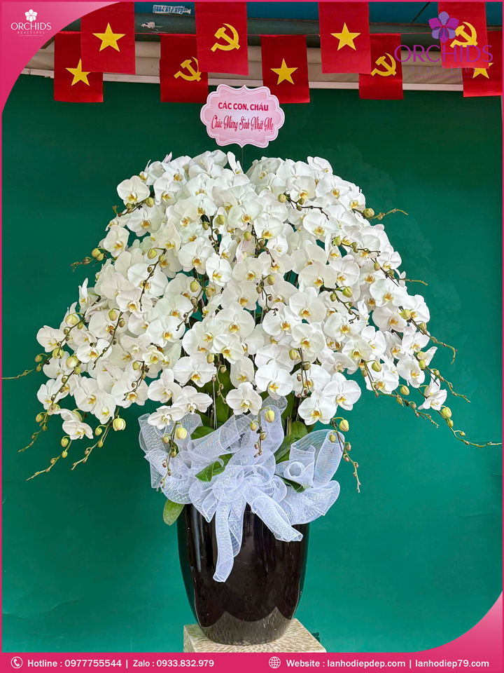 Chậu hoa lan hồ điệp trắng 30 cành TR377