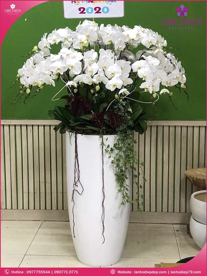 Chậu hoa lan hồ điệp trắng 30 cành