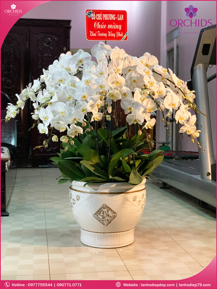 Chậu hoa lan hồ điệp trắng 30 cành