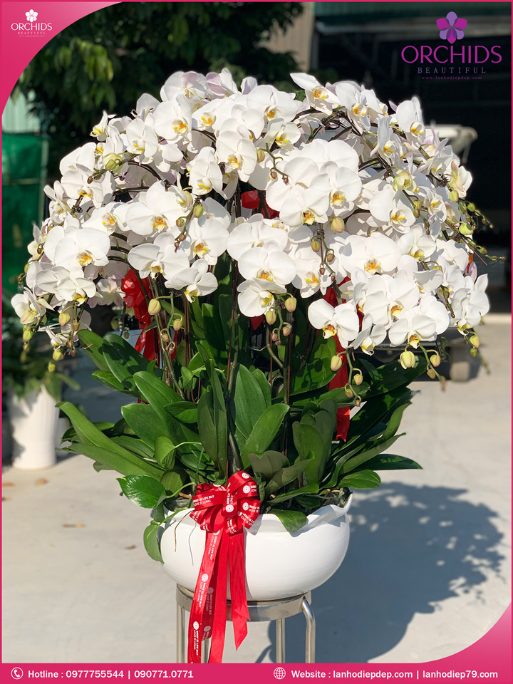 Chậu hoa lan hồ điệp trắng 30 cành