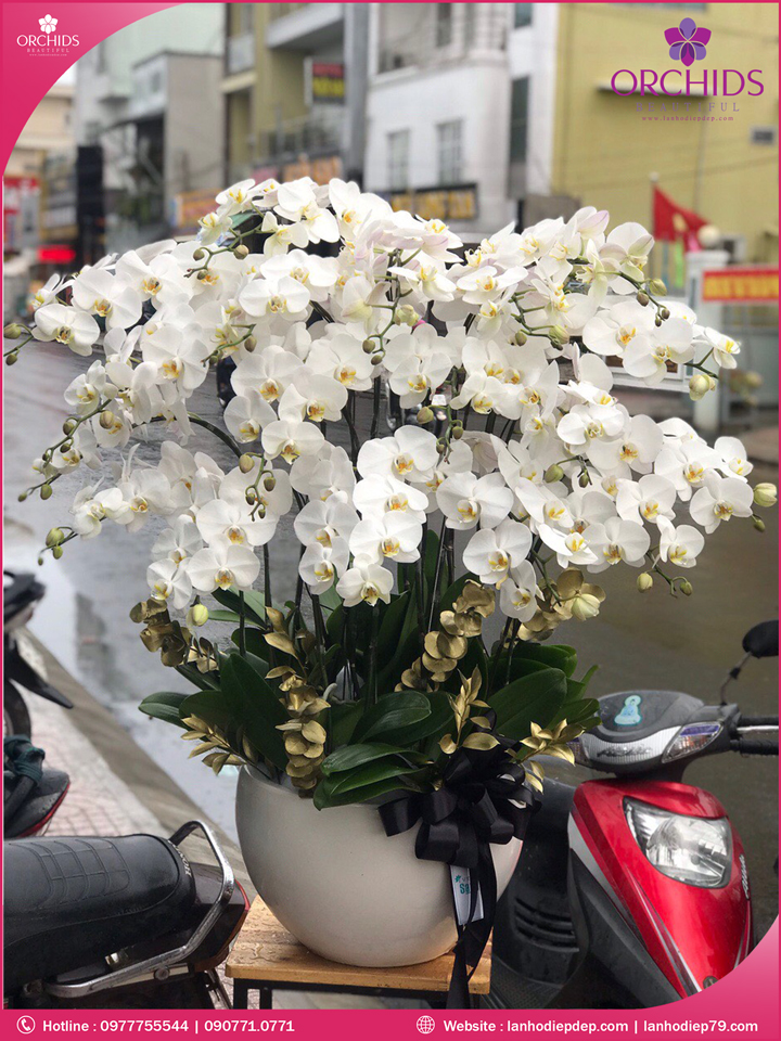 Chậu hoa lan hồ điệp trắng 30 cành