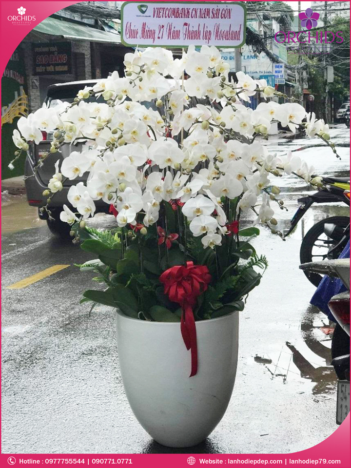 Chậu hoa lan hồ điệp trắng 30 cành