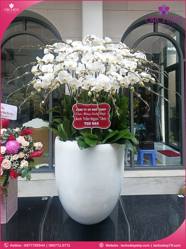 Chậu hoa lan hồ điệp trắng 35 cành