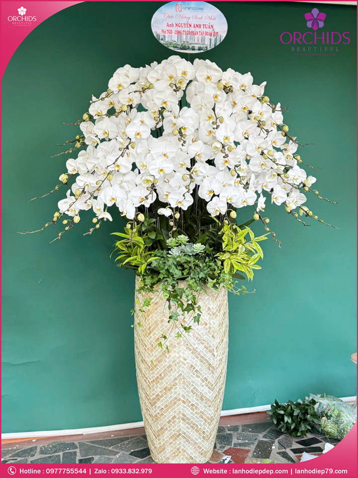 Chậu hoa lan hồ điệp trắng 35 cành