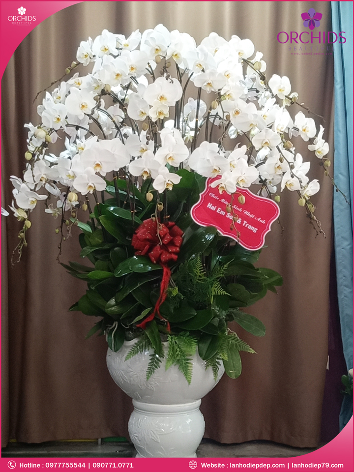 Chậu hoa lan hồ điệp trắng 35 cành