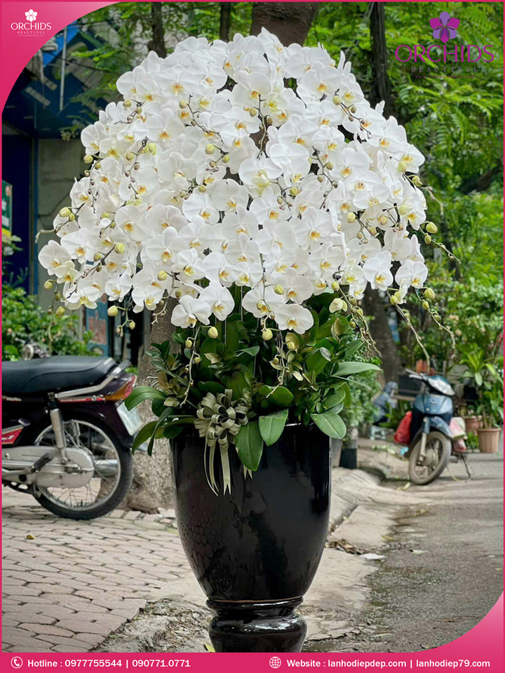 Chậu hoa lan hồ điệp trắng 36 cành