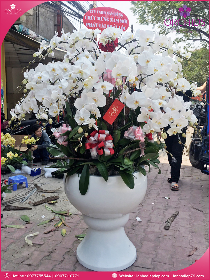 Chậu hoa lan hồ điệp trắng 39 cành
