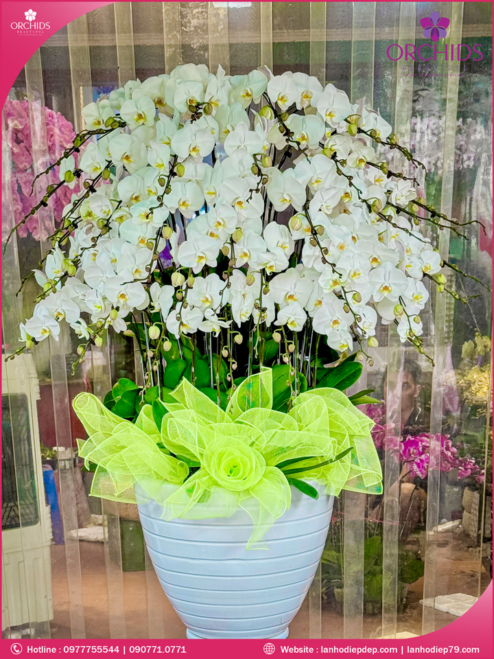 Chậu hoa lan hồ điệp trắng 40 cành