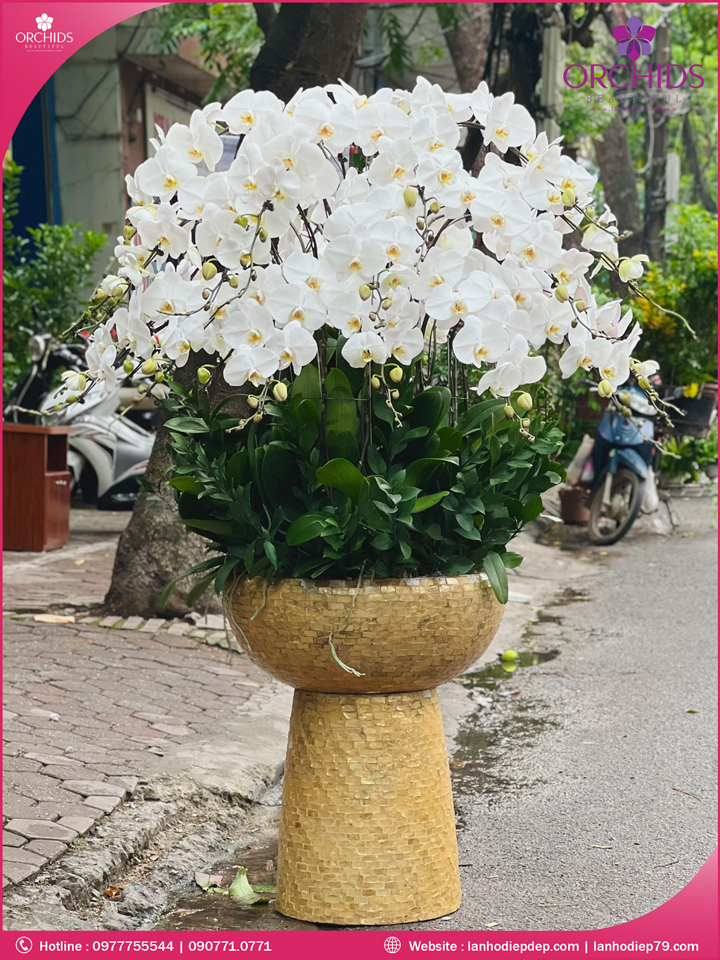 Chậu hoa lan hồ điệp trắng 40 cành