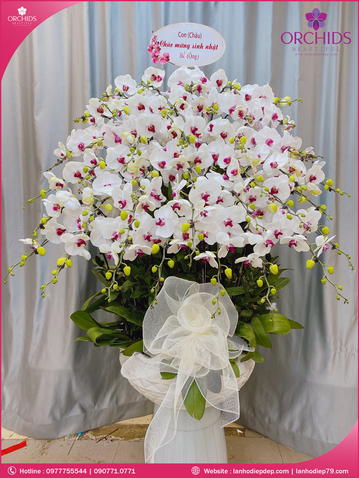 Chậu hoa lan hồ điệp trắng 40 cành