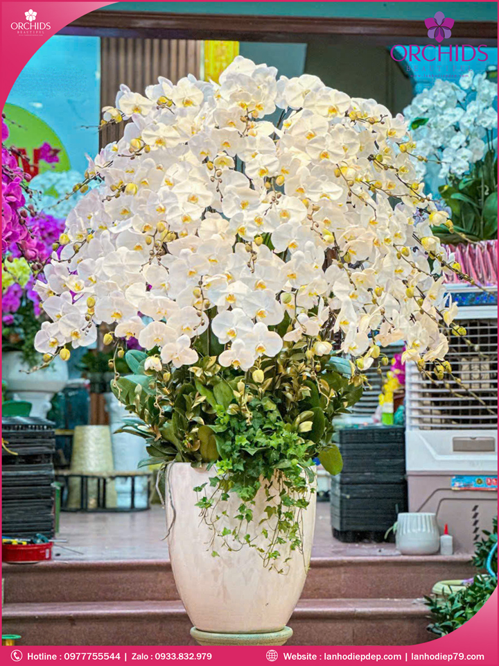 Chậu hoa lan hồ điệp trắng 40 cành