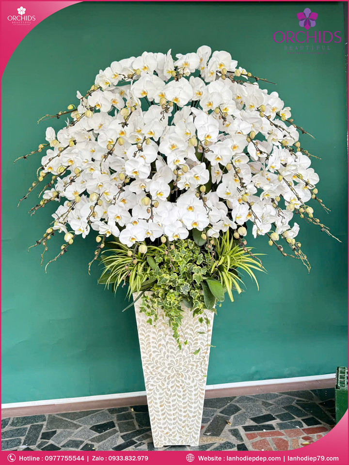 Chậu hoa lan hồ điệp trắng 40 cành