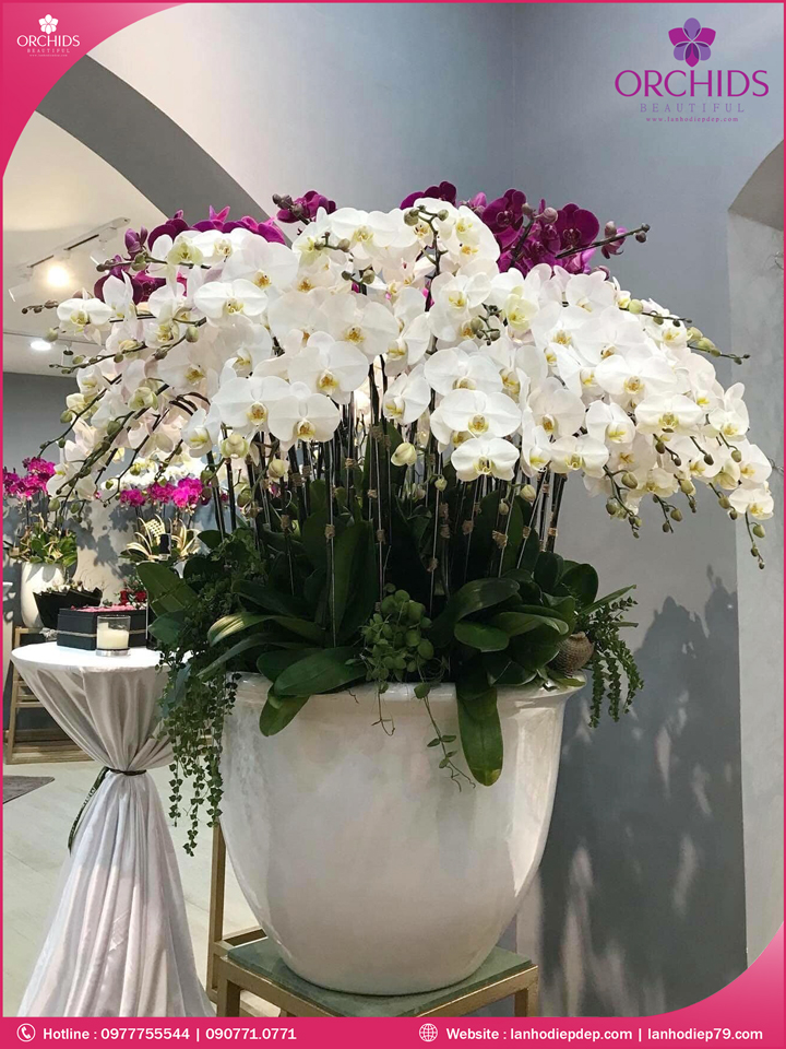 Chậu hoa lan hồ điệp trắng 40 cành