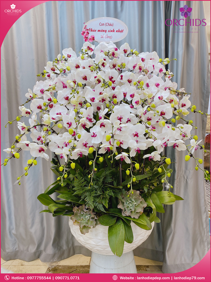 Chậu hoa lan hồ điệp trắng 45 cành