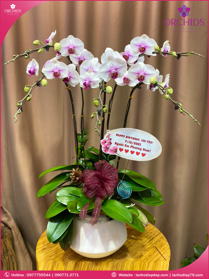 Chậu hoa lan hồ điệp trắng 5 cành