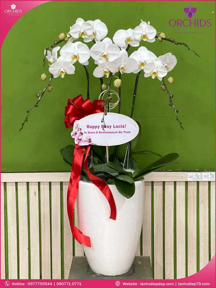 Chậu hoa lan hồ điệp trắng 5 cành